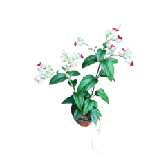 그린플랜트 꽃화분 꽃있는 식물 (색상품종랜덤), 덴드롱, 1개