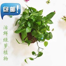 제라늄몰! 우드 H베란다 키우기 블루 장식 덩크슛 편물꽃 꽃바구니 벽걸이 등나무라탄, 미드, 새로운 모델 원색 바구니 _참되다 녹