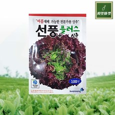 포찹상추