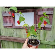 (떡잎상가) 주렁주렁 예쁜꽃보자 브라질아부틸론 11900원, 1개