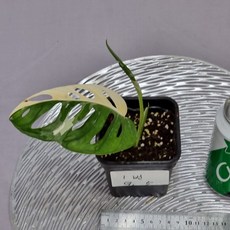 무늬 아단소니 1번 공기정화식물 희귀식물 동일품배송