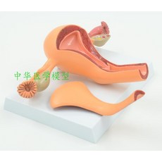 해부학빅토이