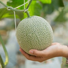 고령멜론