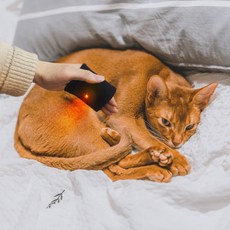 (1구)꼬잇 고양이관절 브이레이 프로 케어 패키지 고양이 관절 보조기 탈구 예방, 고양이 관절 프로 케어단자(1구) 및 밴드