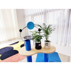 방에서키우는식물