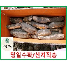 GAP인증 착한연근 국내산 연근 (특)상품 1kg 2kg 3kg 5kg 10kg(특+상) 건조연근500g/산지직송, 1개, 연근(특+상)10kg