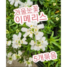 이메리스-겨울눈꽃 5개묶음/첫눈에 반해버린 눈꽃 이베리스, 5개 - 반해