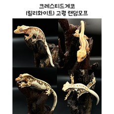 크레스티드게코 릴리화이트 랜덤모프, 크레스티드게코 릴리화이트(1마리당), 1개