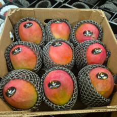 26brix 페루 직수입 고당도 프리미엄 애플망고 특상품, 1박스, 가정용 프리미엄 대과 2kg+2kg (8~10과)