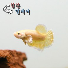 e9bcc7bacc2fc7b8913c98754edc2bb6eb57477b63b21f561c985c20a8c5.jpg