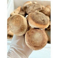 송화고 고기버섯 송고 솔송화버섯, 1박스, 500g(실속형)