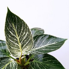 4fb81f3504eb902efba10c00192cb27077a38165e066f9821c8aa8c51f50.jpg