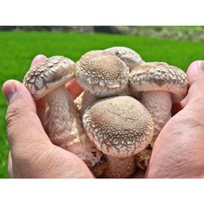 [전국왕수산] 초 실속 갓성비 송화버섯 500g (20-25개 내외), 1세트