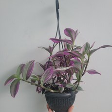 삼색달개비