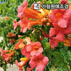 능소화 정원수 가림원예조경, 7치 지주화분 개화주, 1개