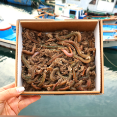 낚시킹 생물 200g 갯지렁이 청개비 바다 원투 미끼 타이라바, 단품