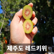 청담농수산 산지직송 프리미엄 제주도 예래마을 레드키위, 1개, 5kg 왕특대과(42-50과)