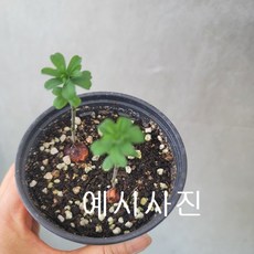 콩플라워 목사랑초30