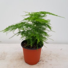 아스파라거스메이리