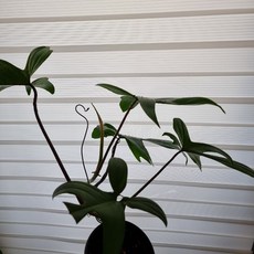 플로리다뷰티