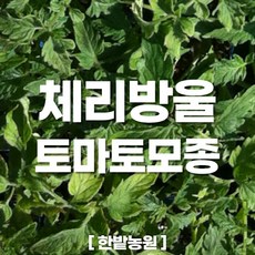 채소 모종 ~ 각종 묘종. 베란다 텃밭 세트 공기정화식물 허브 씨앗 채소모종 ~, H118 체리방울토마토 모종 1개