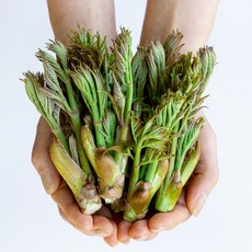 국내산 참두릅, 1개, 610g