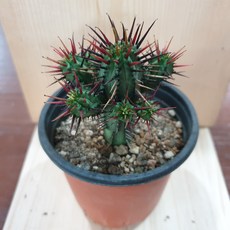 홍기린