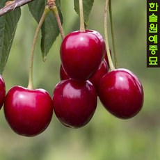 왜성체리(2중콜트대목) 접목1년특묘 묘목, 02 체리(라핀)-접목1년, 1개