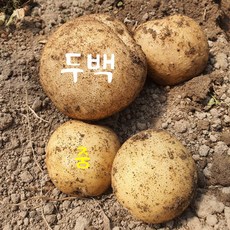 맘스픽 2021 햇 감자 수미감자 홍감자 두백감자 중 대 특 왕특 2kg 3kg 5kg 10kg, 두백감자 중(조림용)