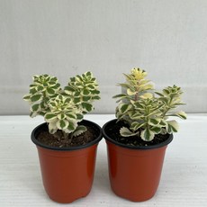 아틀란티스식물