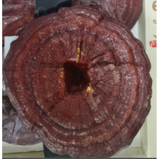 [산지직송] 국내산 유기농 영지버섯(특품) 원형 절편 1kg 2kg 보자기+쇼핑백 선물포장 유기농영지버섯 국내산영지버섯 영지버섯원형 영지버섯절편, 1개
