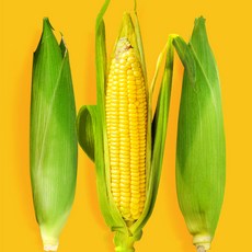 [바먹농장] 고당도 초당옥수수 제철 국산 밀양 해남 제주, 중품 15개입(9cm이상), 1박스