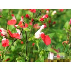 d1e9e6068a8ddeb76a1d1e6caeaf11de3a9c2f8bee3c8c2d065714c974b9.jpg