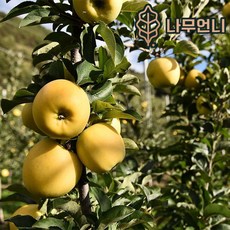 사과나무(시나노골드)접목1년(특묘)묘목/c1392, 1개