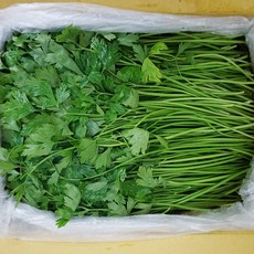 더자연처럼 이태리 파슬리/향나물 국내산, 1kg