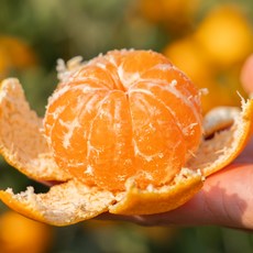 산지직송 달콤한 극조생 감귤 가정용 1kg, 1박스, 소과 로얄 10kg (3S-꼬마)