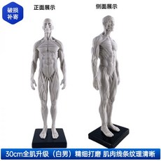 골격 해부 실습 해부학 근육 신경 뼈 두개골 인간의 3D 모델 아트 페인팅 솔루션 구조가 있는 전신 예술 남성과 여성 꼭두각시 의료 참조 시뮬레이션 조각, 30cm 수지 전체 근육 백인 남성