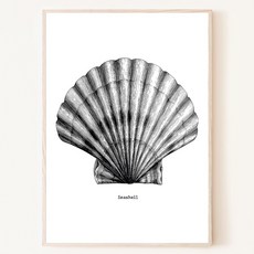 조개일러스트