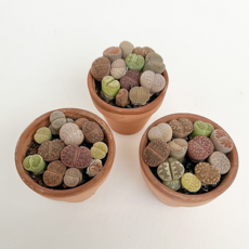 lithops