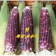 24년 햇 흑찰(알록이)옥수수 10개 20개 30개
