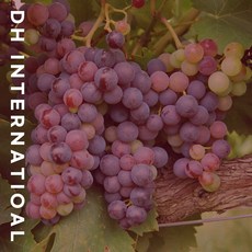 psk인터네셔널 TOP01