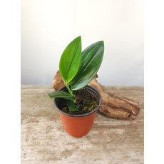 스킨답서스트루비