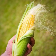 초고당도 햇 초당옥수수 특품 Non-GMO, 1세트, 초당옥수수 중과 10개 (9cm 이상)