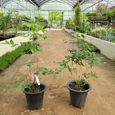 [과실수] 블루베리나무 21cm 화분 묘목 (5년이상), 1개