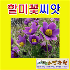G(소망)할미꽃(불가리스 블루바이올렛)씨앗(약 90립)
