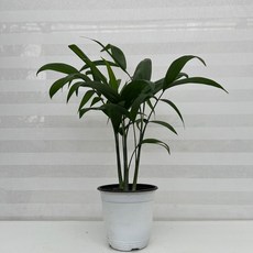 대나무홍콩야자
