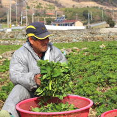 추천9방풍나물무침