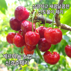 산지직송 국내산 경주 생 체리 2kg 1kg 500g, 경주체리 1kg