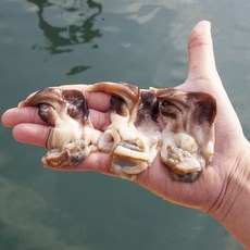 여수 새조개 350g 500g제철 손질 새조개 생물 남당리 특상품 샤브샤브, 1개, 생물 새조개 350g(300g내외)