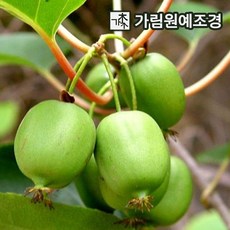 다래묘목결실주